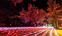 Windsor-Illuminated.jpg