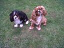 IMG00059-20110608-1035.jpg