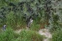 DSC01619.JPG