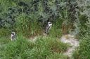 DSC01620.JPG