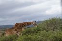 DSC02226.JPG