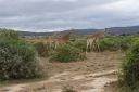 DSC02237.JPG
