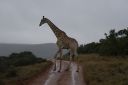 DSC02581.JPG