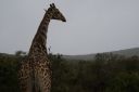 DSC02594.JPG