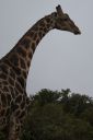 DSC02597.JPG