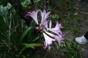 DSC02266.JPG