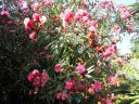 DSC02405.jpg