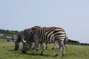 DSC04436.JPG