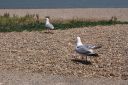 DSC04717.JPG