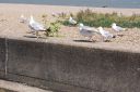 DSC04719.JPG