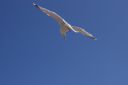 DSC04721.JPG