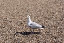DSC04722.JPG
