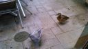 Filename=DSC_0334.jpg
Filesize=1118KiB
Dimensions=2560x1440
Date added=Aug 03, 2024 DSC_0334.jpg