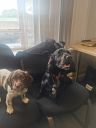 Filename=20210810_143737.jpg
Filesize=216KiB
Dimensions=525x700
Date added=Nov 24, 2024 20210810_143737.jpg