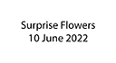 FlowerSuprise.jpg