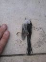bird.jpg
