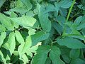 ground_elder.jpg