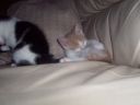 100_0335.jpg