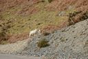 DSC_1607.JPG