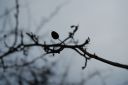 DSC_1677.JPG