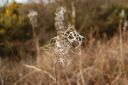 DSC_1230.JPG