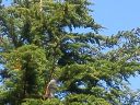 DSC_0241.jpg