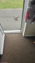 Filename=20250508_093531.jpg
Filesize=299KiB
Dimensions=394x700
Date added=F d, Y 20250508_093531.jpg