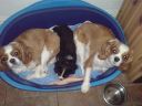 Filename=DSC00049.JPG
Filesize=543KiB
Dimensions=933x700
Date added=Jul 09, 2012 DSC00049.JPG