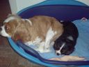 Filename=DSC00050.JPG
Filesize=577KiB
Dimensions=933x700
Date added=Jul 09, 2012 DSC00050.JPG