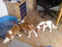 Filename=DSC00090.JPG
Filesize=554KiB
Dimensions=933x700
Date added=Jul 09, 2012 DSC00090.JPG