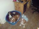Filename=DSC00106.JPG
Filesize=531KiB
Dimensions=933x700
Date added=Jul 09, 2012 DSC00106.JPG