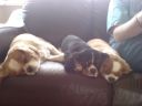 Filename=DSC00155.JPG
Filesize=440KiB
Dimensions=933x700
Date added=Jul 09, 2012 DSC00155.JPG