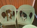 Filename=DSC00301.JPG
Filesize=634KiB
Dimensions=933x700
Date added=Jul 09, 2012 DSC00301.JPG